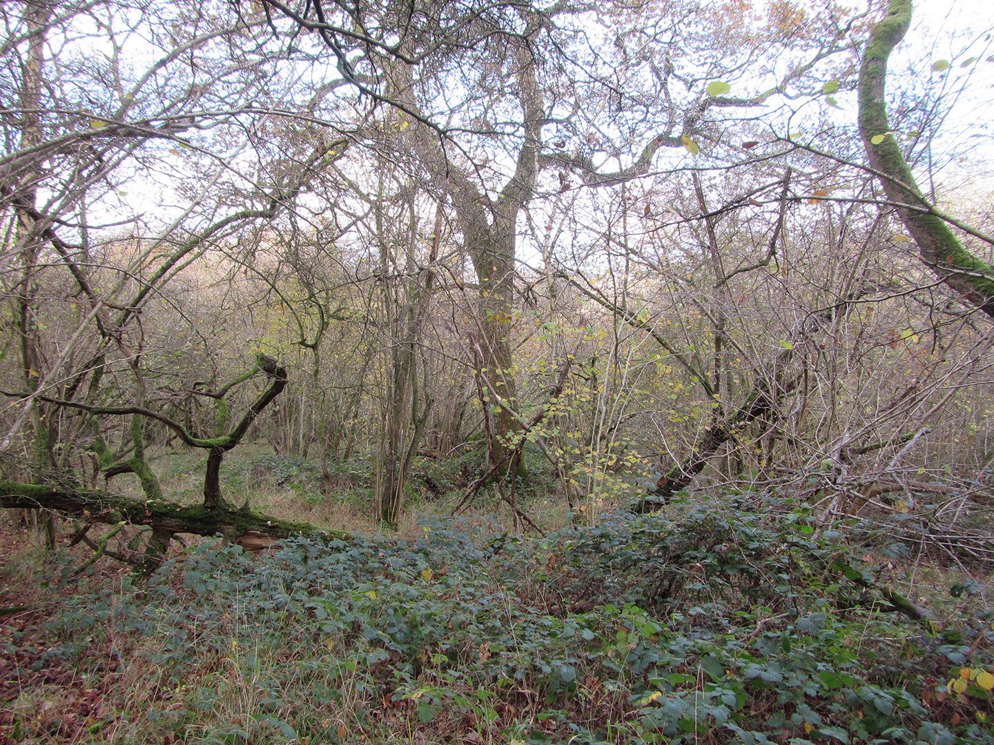 Wytham 29 November 2023