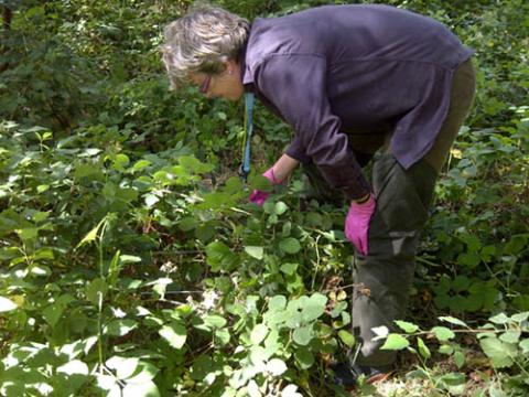 Photo © Forest Research Surveying vegetation