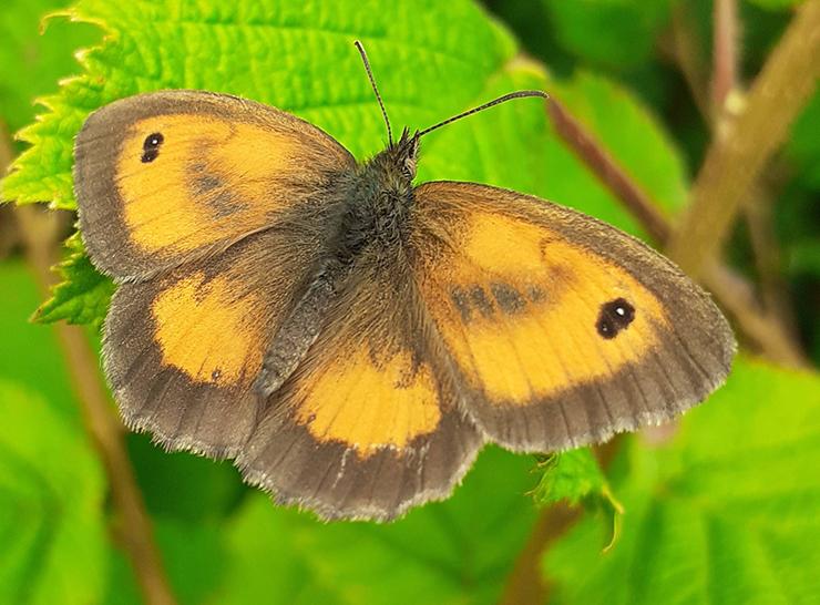How we contributre to a wide range of environmental observing and research initiatives A Gatekeeper butterfly. Photo: Andy Sier