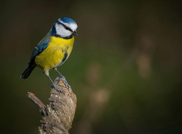 More on bird monitoring at Alice Holt. Photo by Phil Robson on unsplash.com A Blue tit