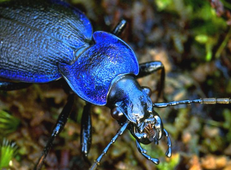 More on ground beetle declines Carabid (ground) beetle (Carabus problematicus)