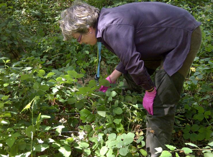 More on our plant diversity findings Surveying woodland plants at Alice Holt ECN site