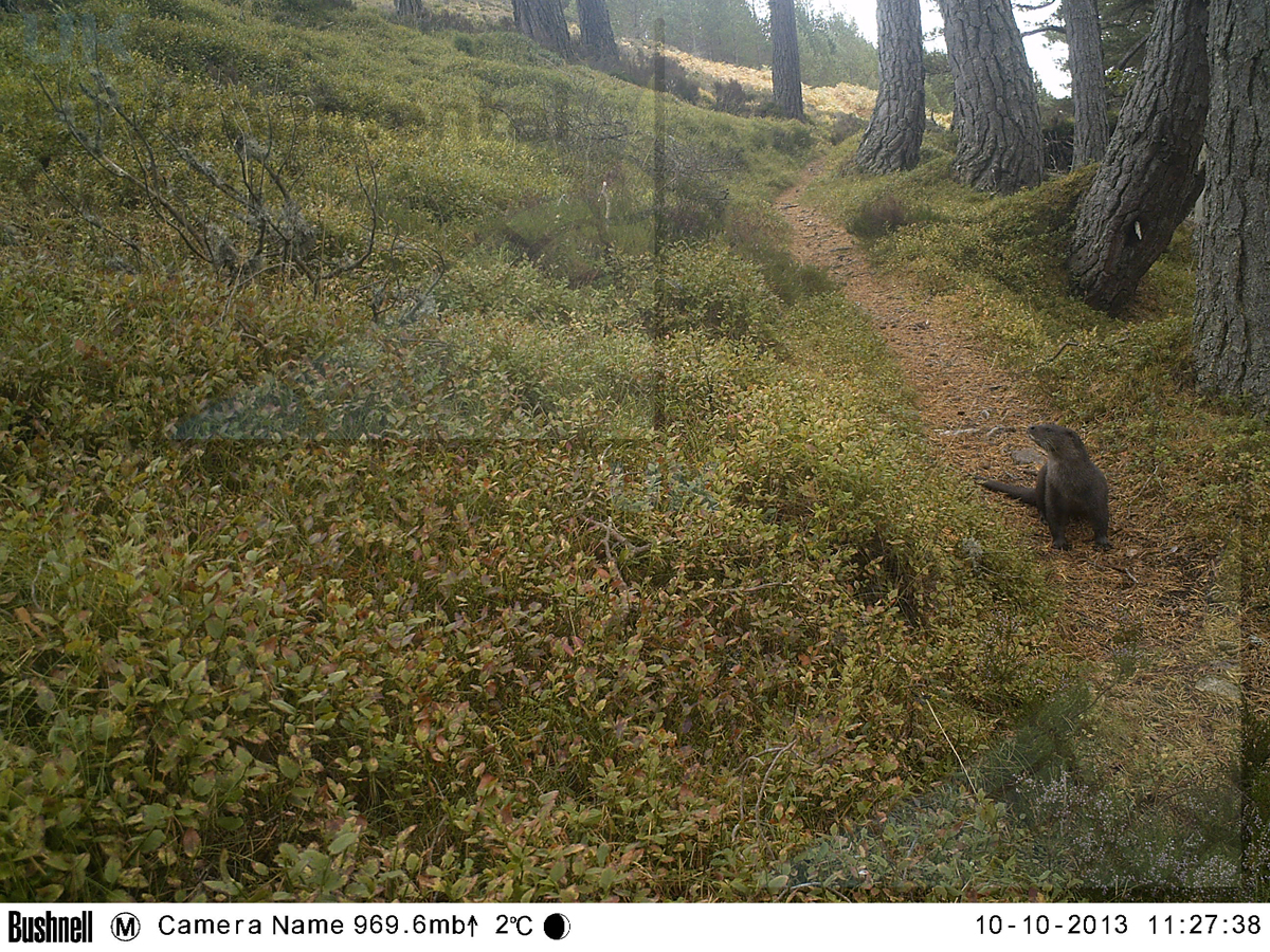 Otter photographed by an ECN Cairngorms camera trap